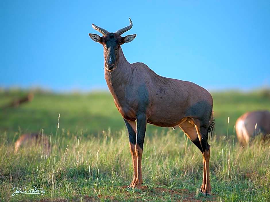 The Royal Fischer Hotel