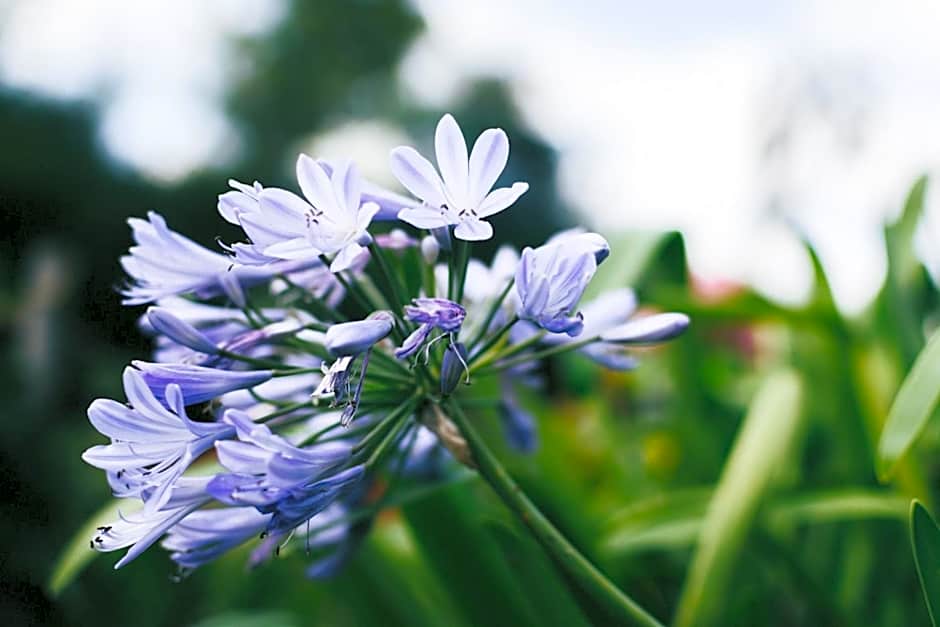 Chambres d'hôtes Le Clos d'Enhaut