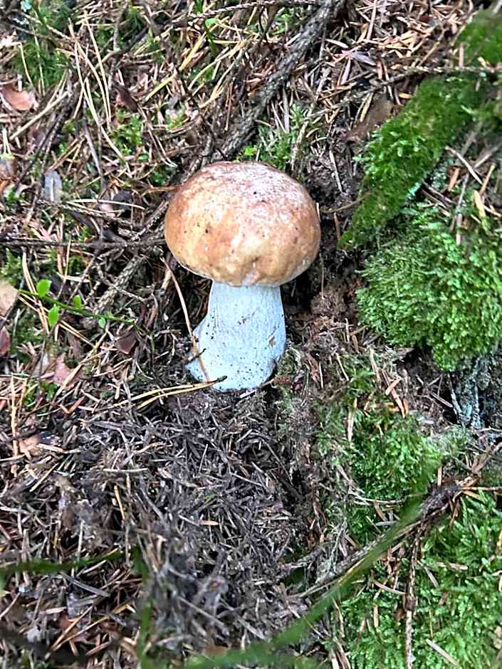 Agroturystyka Zacisze Guciów