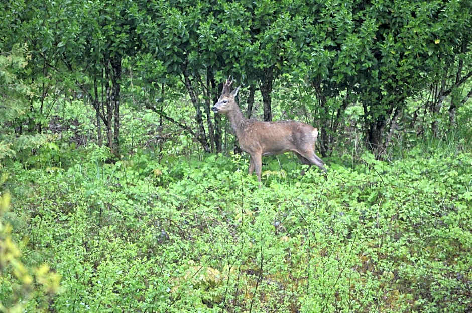 Hôtel et Studios d'Orfeuil