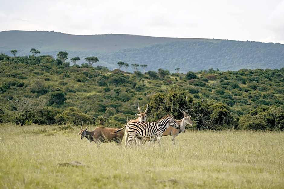 Addo Elephant Safari Lodge - Bellevue Forest Reserve