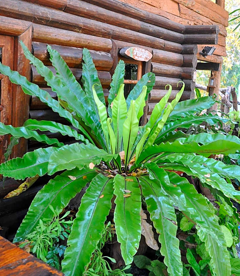 Baanmai Phaipa House