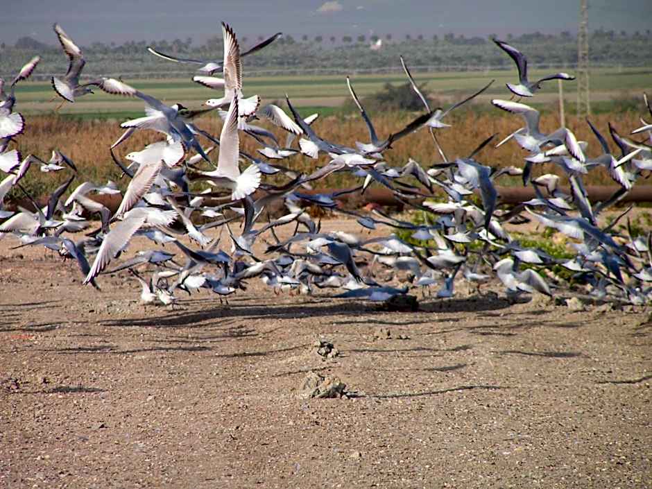 Jordan Valley Birding Lodge