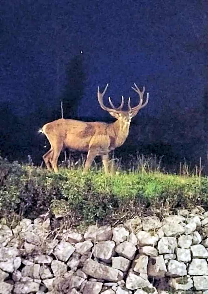 ACAMPORA CIRO Appartamento Privato Club Primula