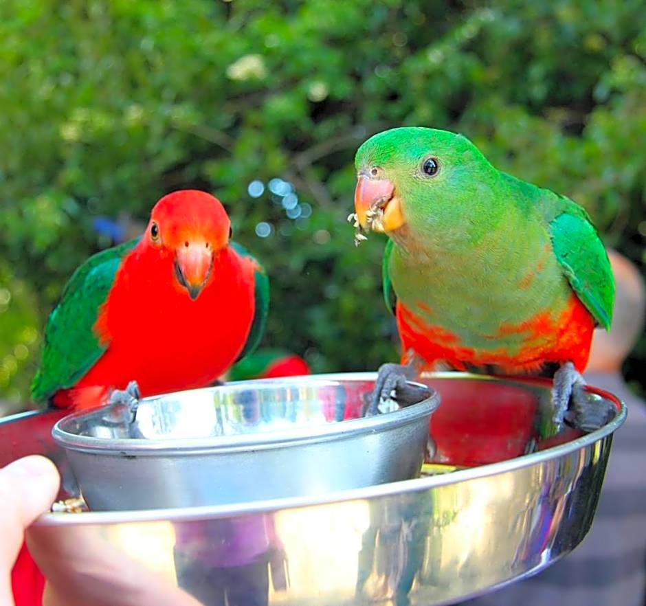 Springbrook Mountain Chalets