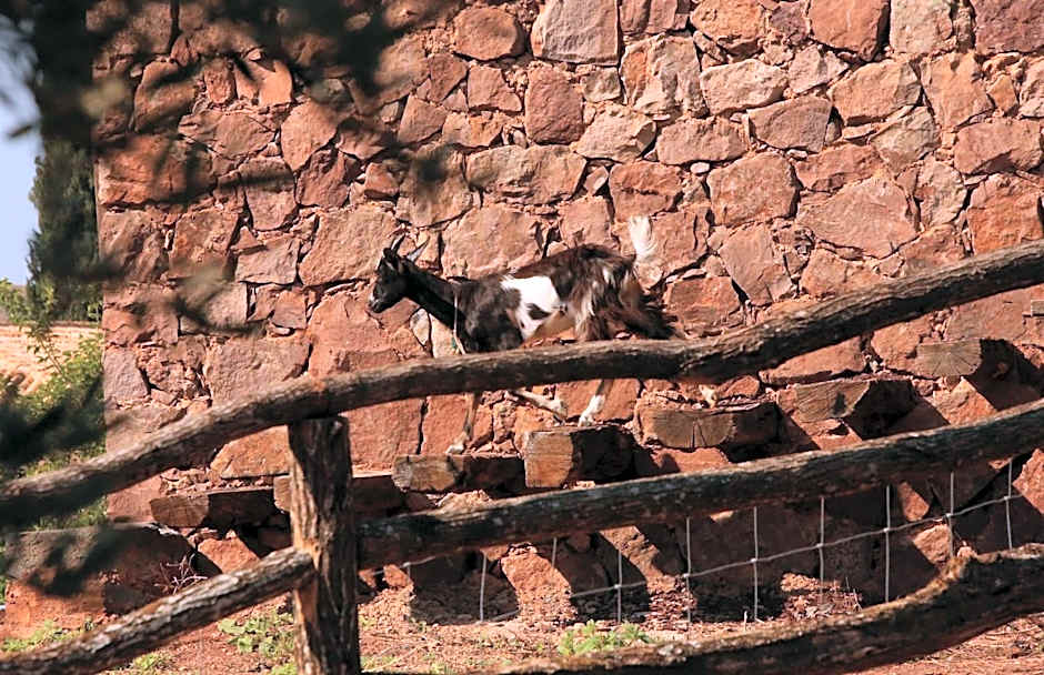 Château Saint Roux Le Luc-Le Cannet des Maures