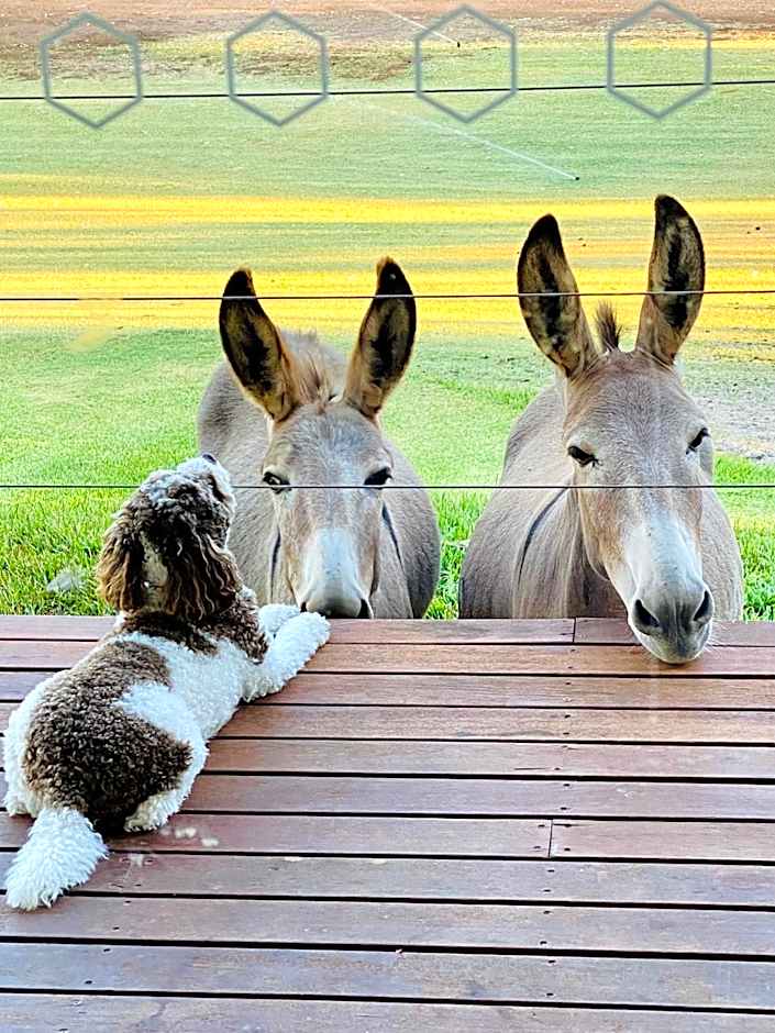 Sandalwood Downs Fabulous Farm Stay TOODYAY