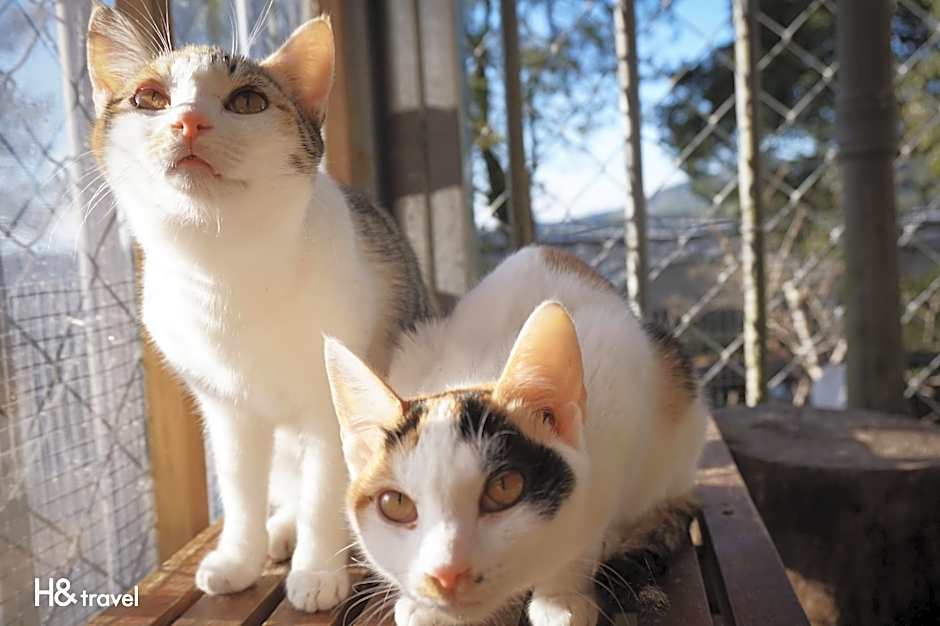 Seeking-Alishan Sunrise