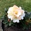 Le Jardin de Rose 24 FEUILLEBERT Romagne 86700