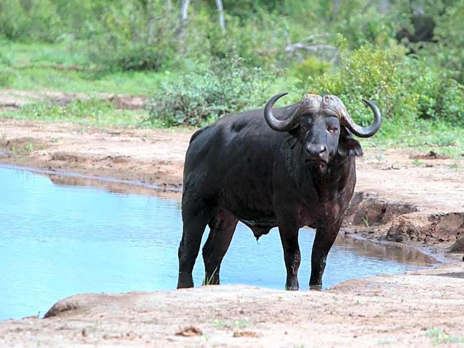 Makumu Private Game Lodge