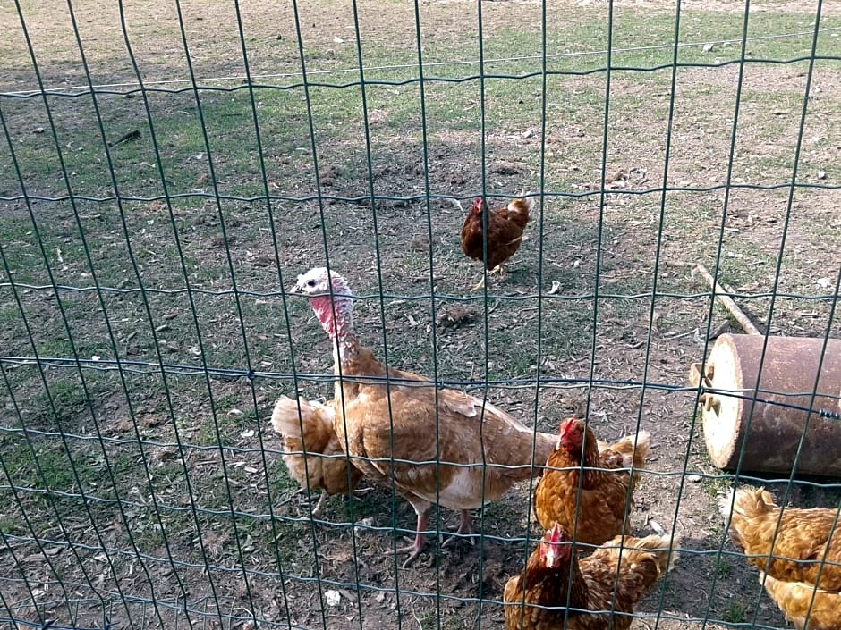 Chambre d'hôtes Élevage' chemin noir