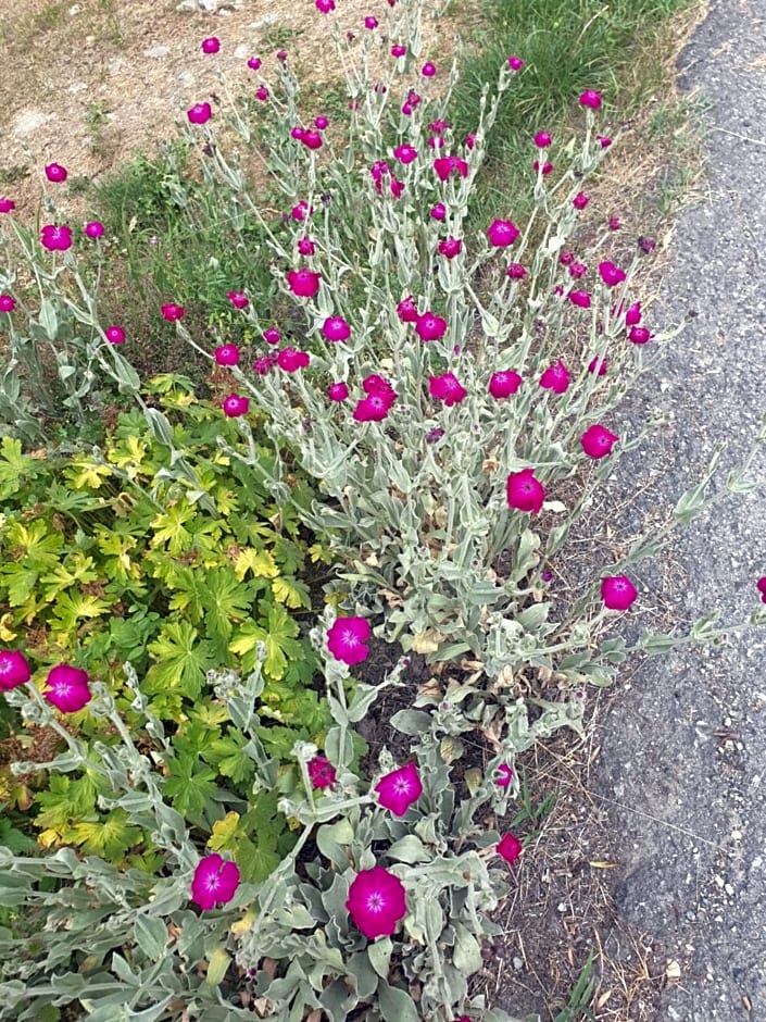 Antica casa occitana