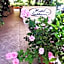 Hotel Gabbiano