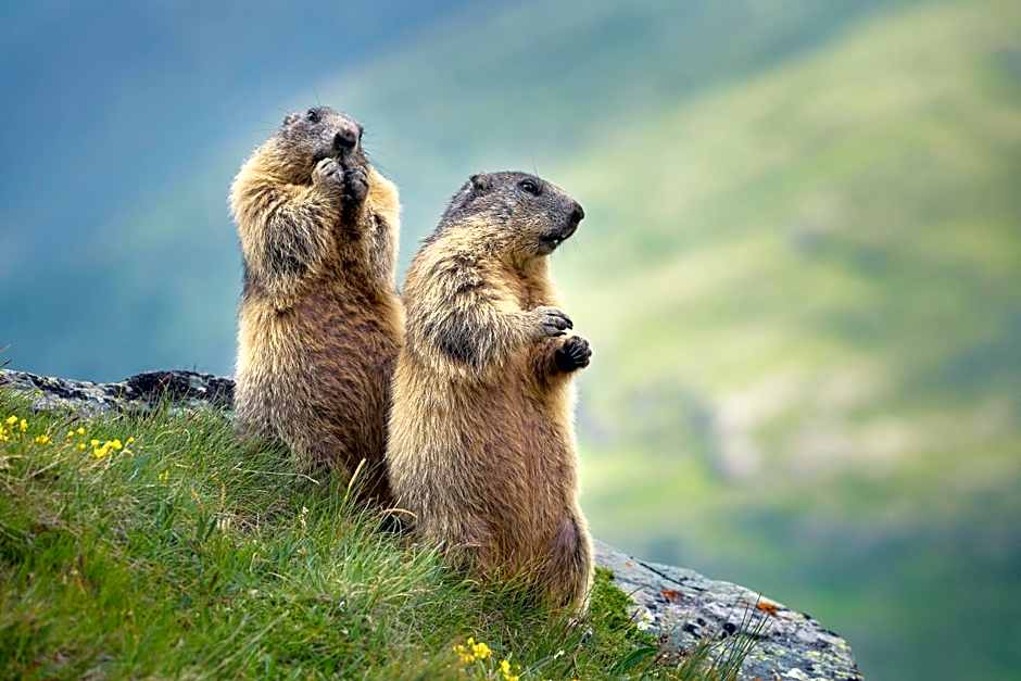 Appartements Alpengarten