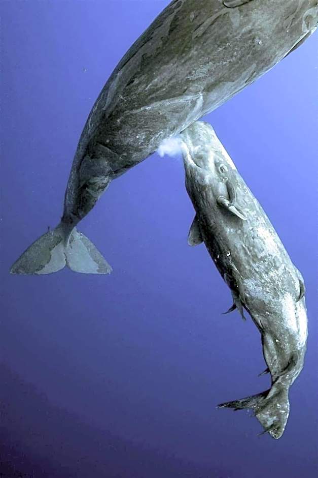 Hotel- Whale Tours and Sport fishing Vista Mag-Bay