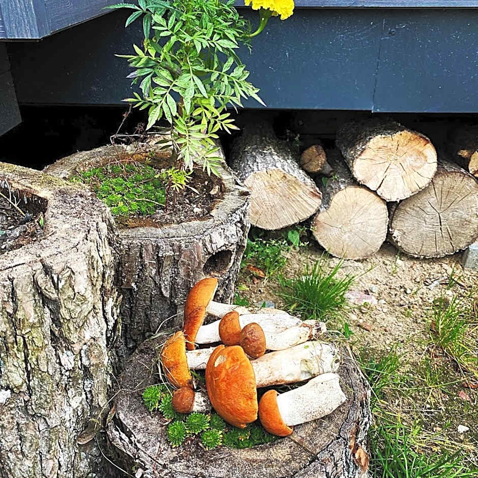 Koziula - Domki i Leśne SPA na Kaszubach