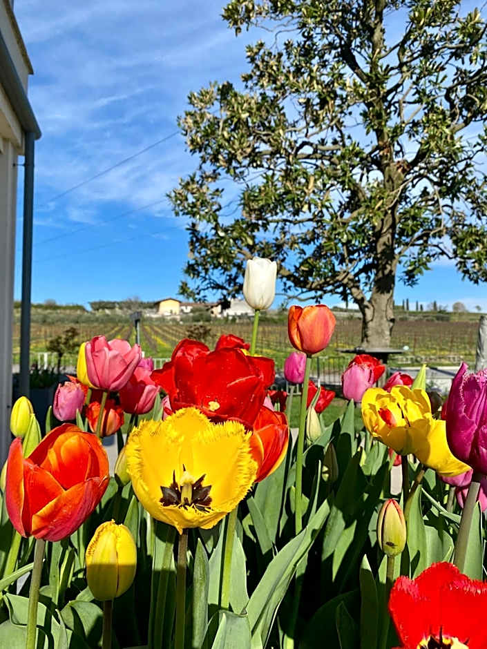 ROSETO HOLIDAYS AZZURRO
