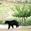 Beaver Hut Bed And Breakfast
