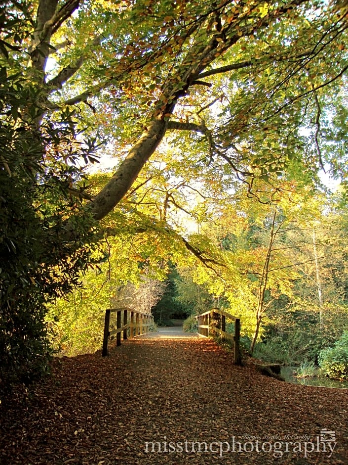 Dartmoor Reach Alpaca Farm