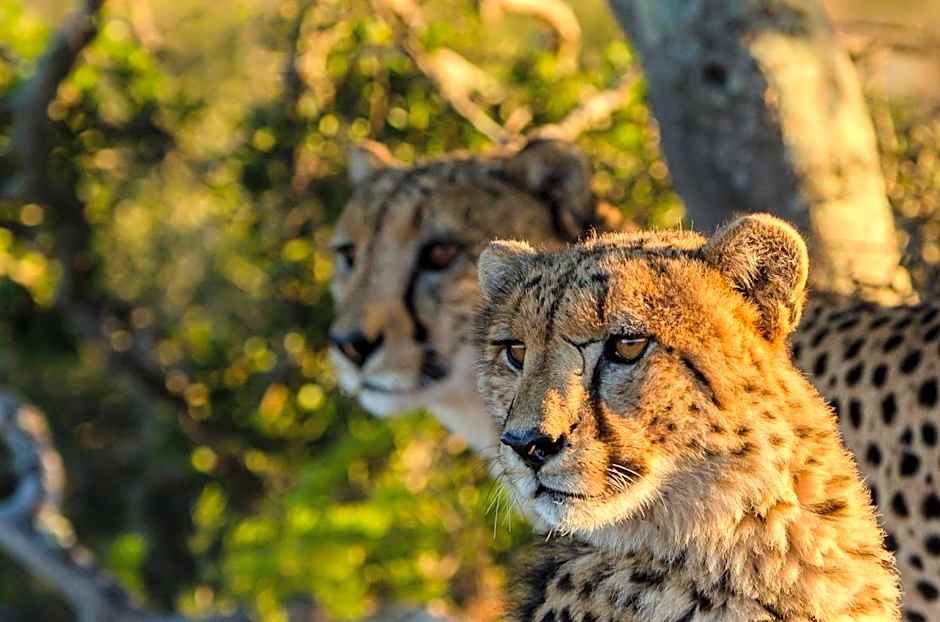 Kwandwe Private Game Reserve - Great Fish River Lodge