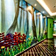 Springtime Hotel