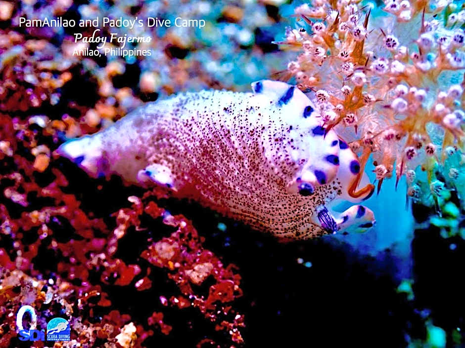 PamAnilao and Padoy's Dive Camp