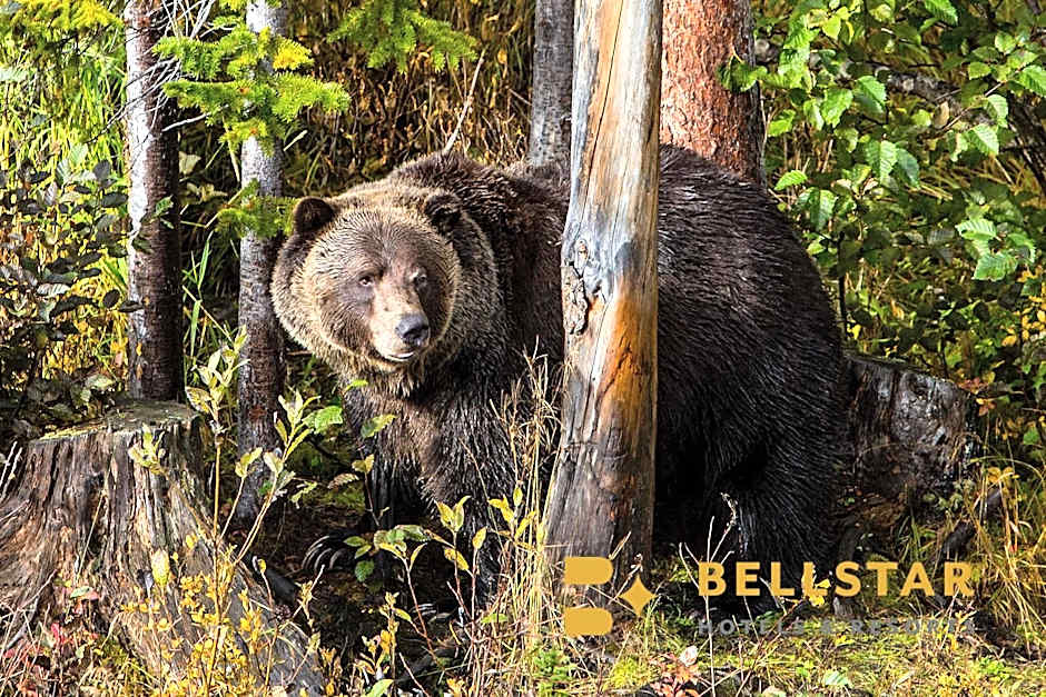 Glacier Mountaineer Lodge