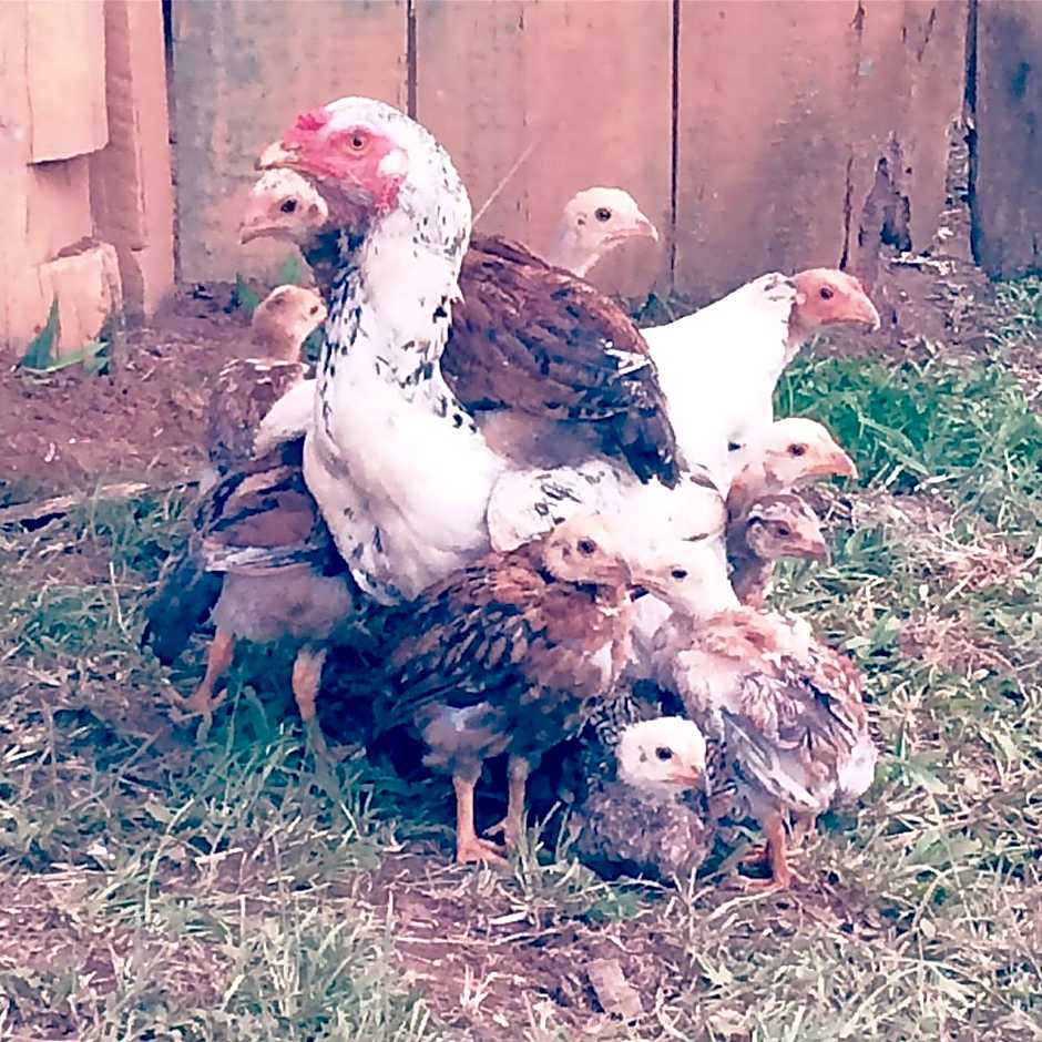 Hospedaria Vida na Roça