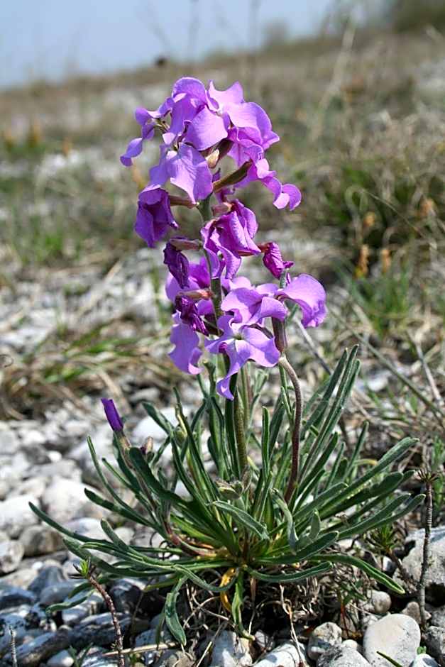 Albergo Diffuso Magredi