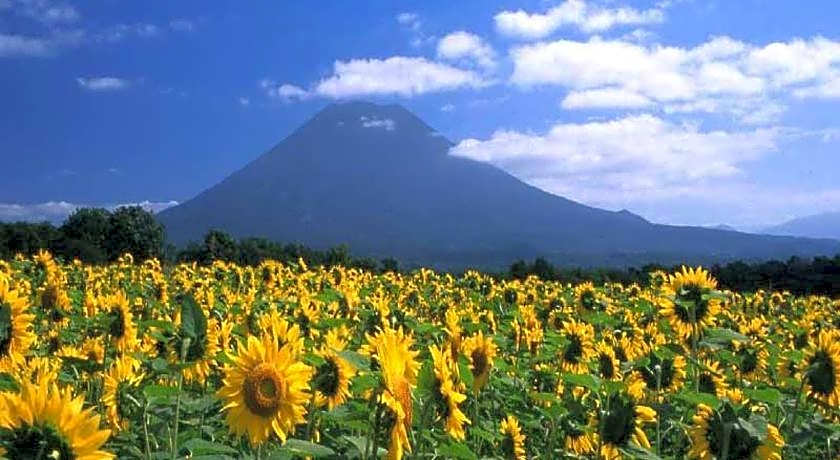 Niseko Prince Hotel Hirafutei