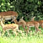 Lindani Game and Lodges