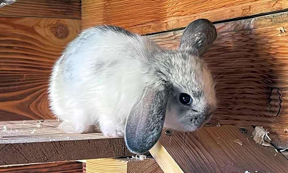 Apartments Monika - Altenmarkt