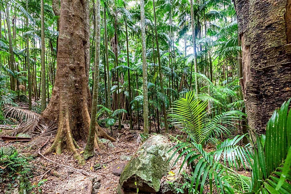 Chambers Wildlife Rainforest Lodges