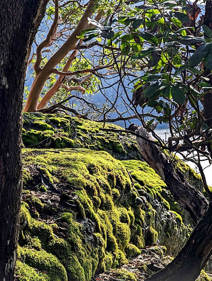 Maple Rise Guesthouse