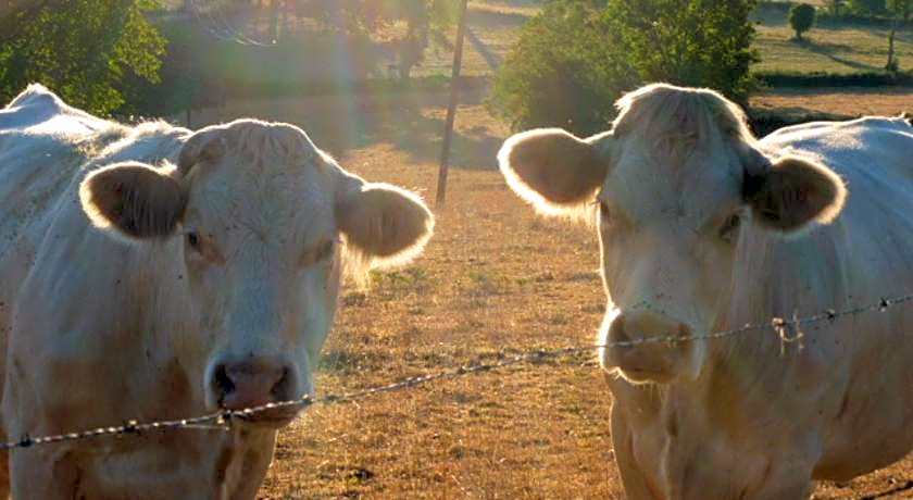 La Bergerie du bois joannin