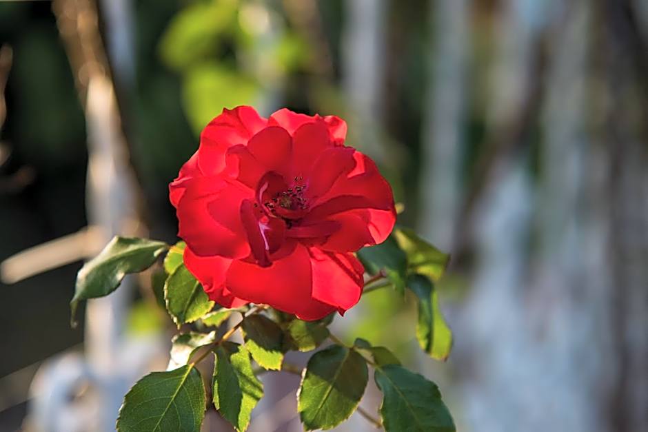 Hotel Bougainvillea San Jose