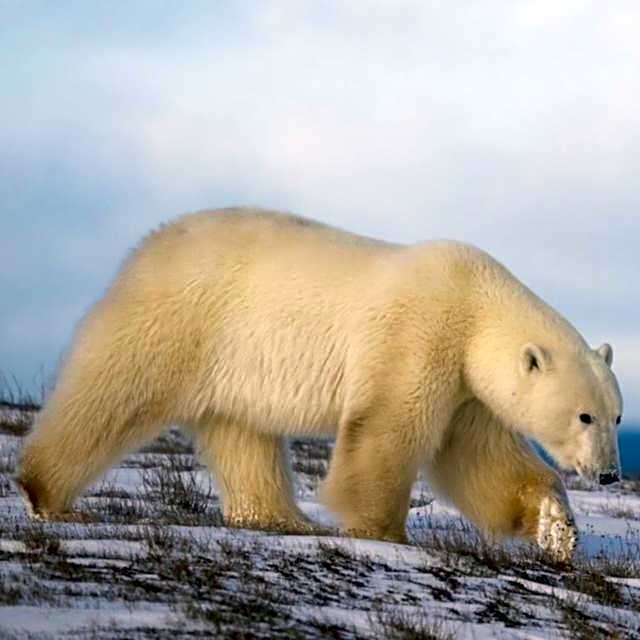 Bears Den Guest House