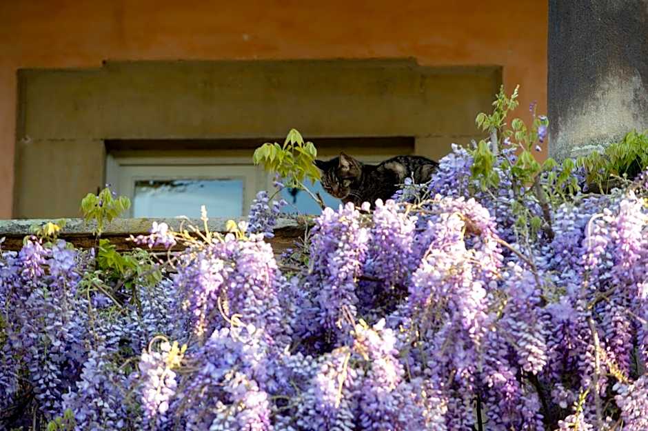 Il Casale Di Villa Rossi