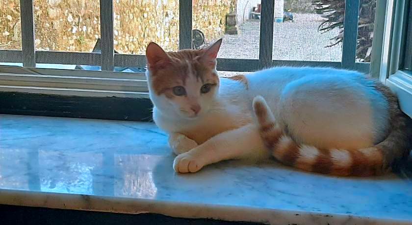 B&B Principe Calaf 3