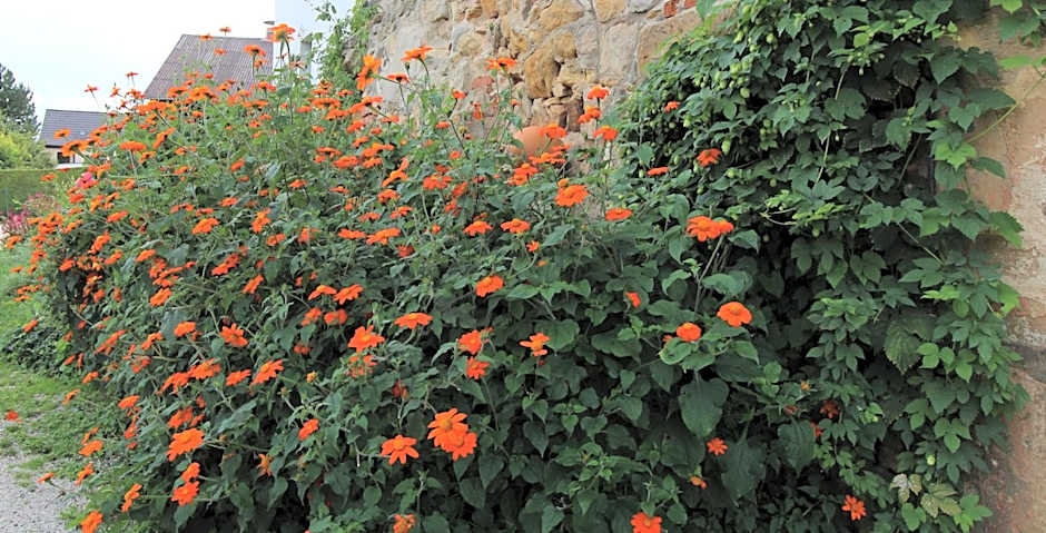 Hotel-Gasthof Opel Bed & Breakfast