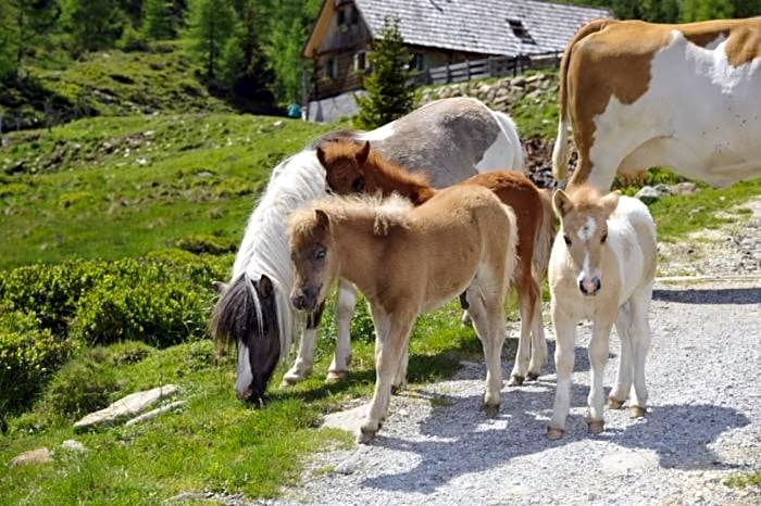Ferienhütte Hoitahüttl