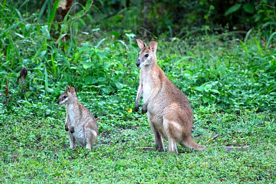 Airlie Beach Eco Cabins - Adults Only