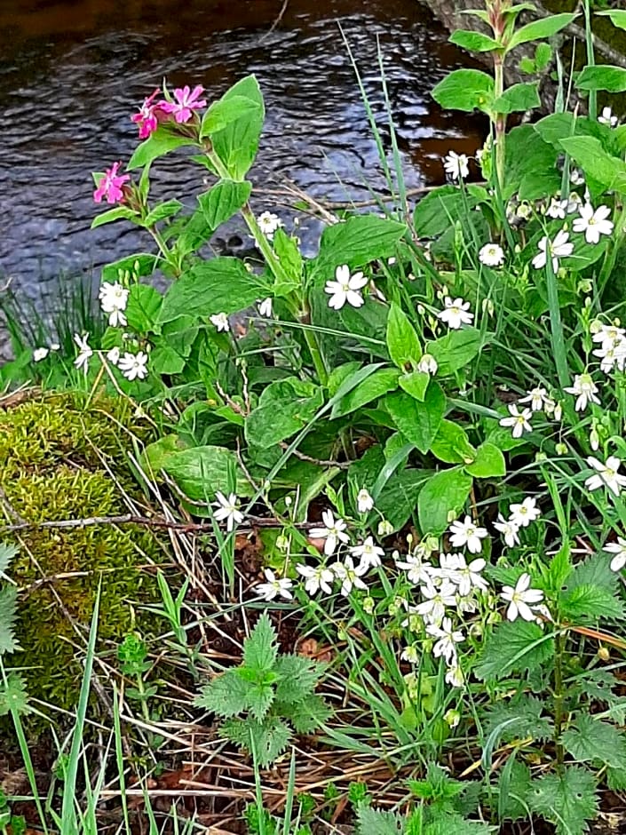 Chateau Sourliavoux, appartement en chambres d'hôtes