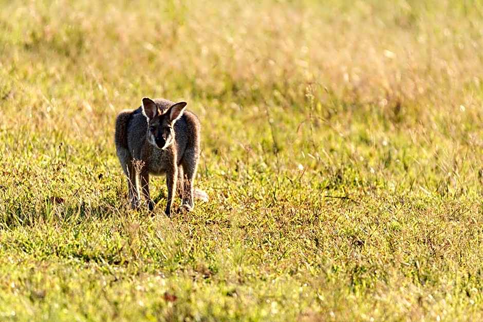Clarendon Forest Retreat