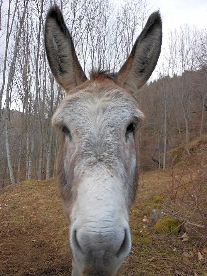 Gîte de Chapelèche Les Glycines