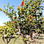 Tenuta degli Agrumi
