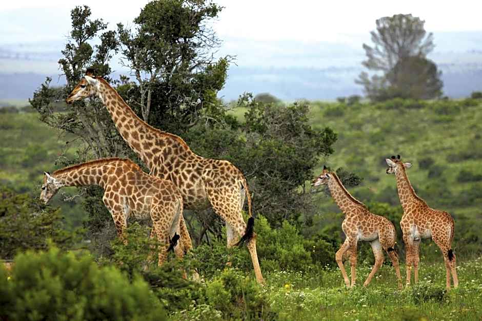 Kariega Game Reserve Main Lodge