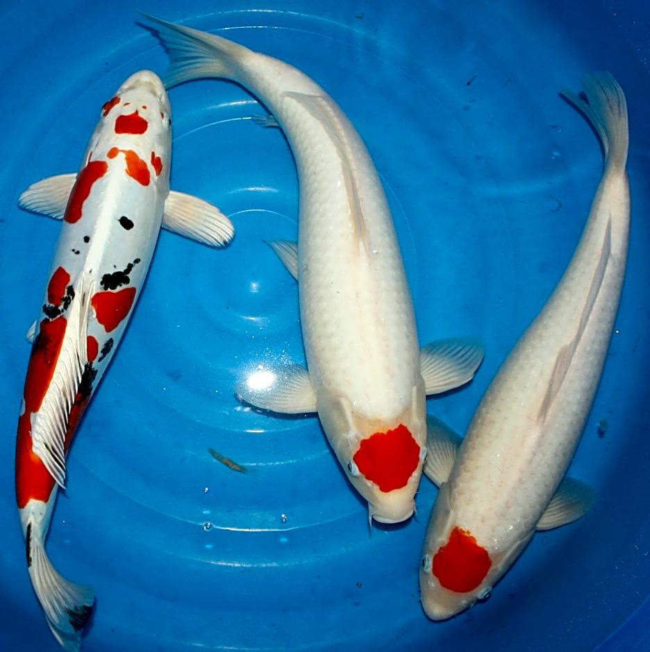 Hotel Koi-Gartenteich