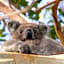 Bimbi Park - Camping Under Koalas