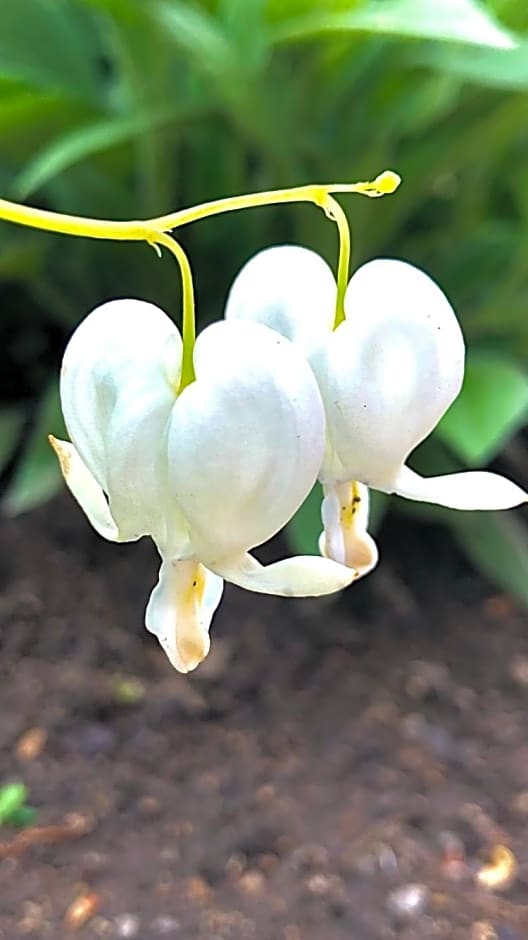 Le Cerisier Saint-Barbant